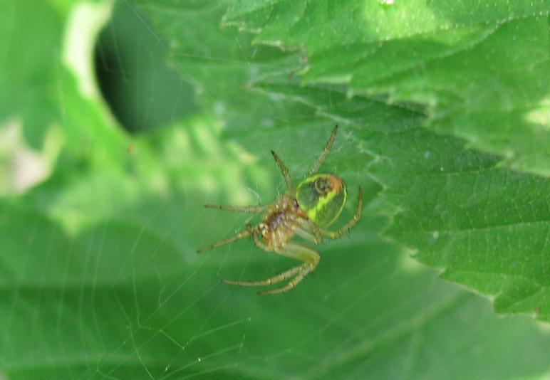 Araniella sp. - Sostegno (BI)
